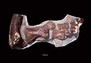 Ankle Gallery: Edmontosaurus ankle & foot