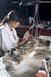 Iguanodont Collection: Edmontosaurus laboratory work
