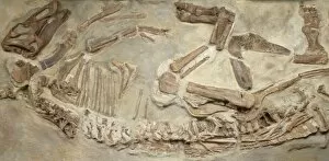 Euornithopoda Collection: Edmontosaurus regalis skeleton