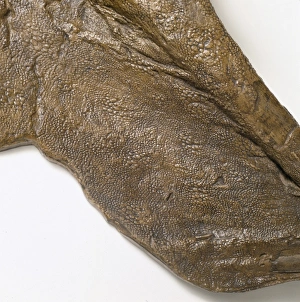 Euornithopoda Collection: Edmontosaurus skin