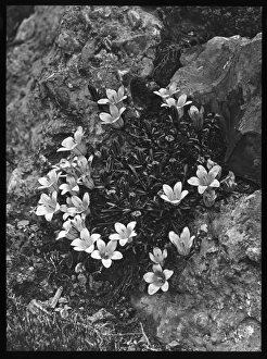 Perennial Gallery: Edraianthus Serpyllifolia (Grassy Bells)
