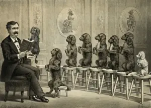 Educated dogs