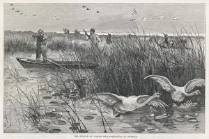 Enjoys Prints: Edward Shoots Swans