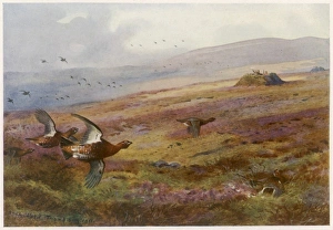 Edward VII Shooting