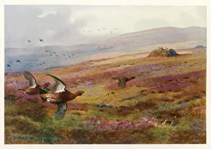 Hunting Collection: Edward Vii / Grouse Moor