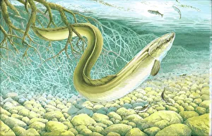 Eel