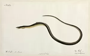 Anguilliformes Gallery: Eel illustration