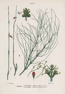 Ayurveda Prints: Efedra or mahuang, Ephedra distachya and Ephedra altissima