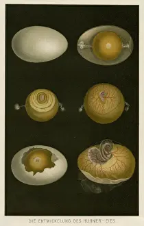 Grows Prints: How an egg grows