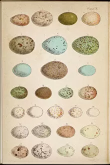 Eggs Collection: Eggs of 24 Birds