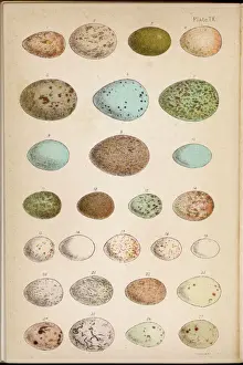 Eggs Prints: Eggs of 24 Birds