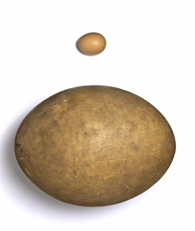 Aepyornis Collection: Eggs from Aepyornis maximus and Gallus domesticus