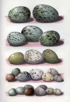 Eggs Collection: The Eggs of British Birds