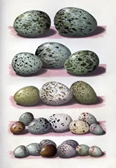 Eggs Prints: The Eggs of British Birds