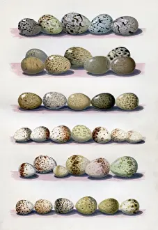 The Eggs of British Birds