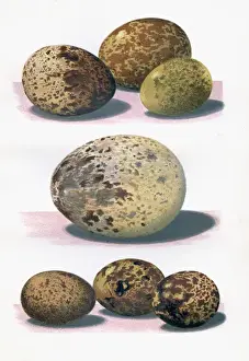 The Eggs of British Birds