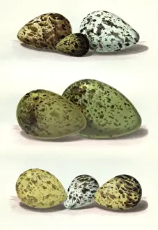 The Eggs of British Birds