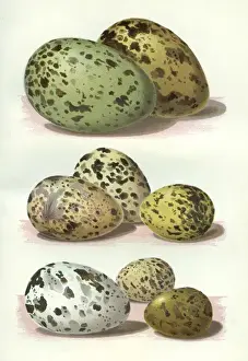 The Eggs of British Birds