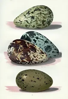 The Eggs of British Birds