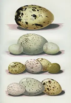 The Eggs of British Birds