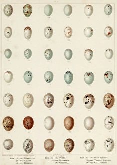 Bullfinch Collection: Eggs of Bunting Etc
