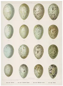 Eggs of Crows Etc