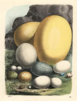 Andean Collection: Eggs of elephant bird, ostrich, cassowary, condor, etc