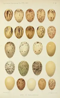 Passeriformes Prints: Eggs of Paradiseidae