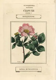 Classes Prints: Eglantine or sweet briar rose, Rosa rubiginosa