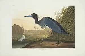 Ardeidae Gallery: Egretta caerulea, little blue heron