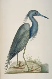 Egretta caerulea, little blue heron
