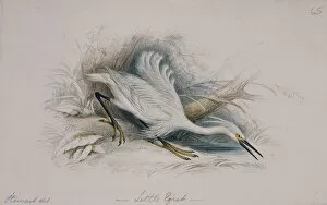 Jardine Collection: Egretta garzetta, little egret