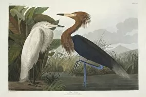 Ardeidae Gallery: Egretta rufescens, reddish egret