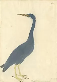 Ardeidae Gallery: Egretta sacra, Pacific reef egret