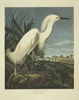 Ardeidae Gallery: Egretta thula, snowy egret