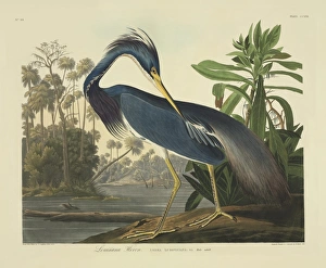 Ardeidae Gallery: Egretta tricolor, tricolored heron
