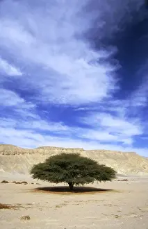 Egypt - Acacia tree in Arabian desert