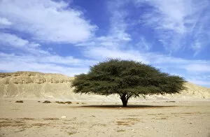 Landscapes Gallery: Egypt - Acacia tree in Arabian desert