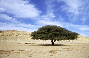 Landscapes Gallery: Egypt - Acacia tree in Arabian desert