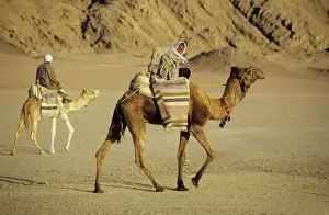 Deserts Prints: Egypt - Bedouin men return home on camels back