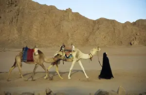 Deserts Prints: Egypt - Bedouin woman returns home with camels