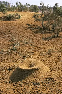 Nests Prints: Egypt - Crater-shaped entrance of a termites termitarium
