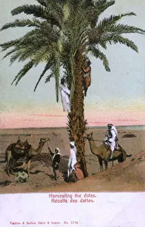 Images Dated 3rd August 2018: Egypt - harvesting dates from a date palm tree