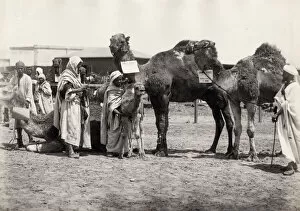 Ungulate Gallery: Egypt, men with adult and baby camels