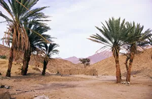 Egypt - Palm trees near ancient water-well