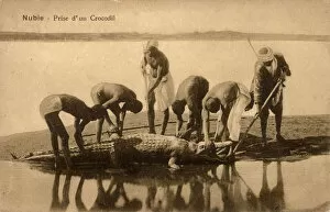 Egypt - River Nile - Capturing a crocodile