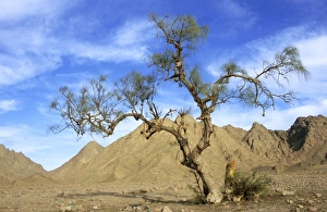 Egypt - a Tamarix tree in a small valley in Arabian desert Egypt - a Tamarix tree in a small valley in Arabian desert