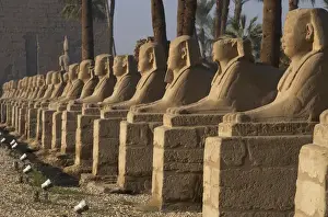 EGYPT. TEMPLE OF LUXOR. Avenue of the Sphinxes