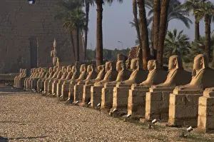 Sphinxes Prints: EGYPT. TEMPLE OF LUXOR. Avenue of the Sphinxes