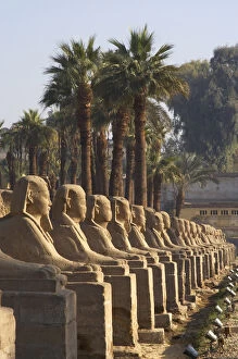 Sphinx Gallery: EGYPT. TEMPLE OF LUXOR. Sphinxes Avenue. New Kingdom. Ancie